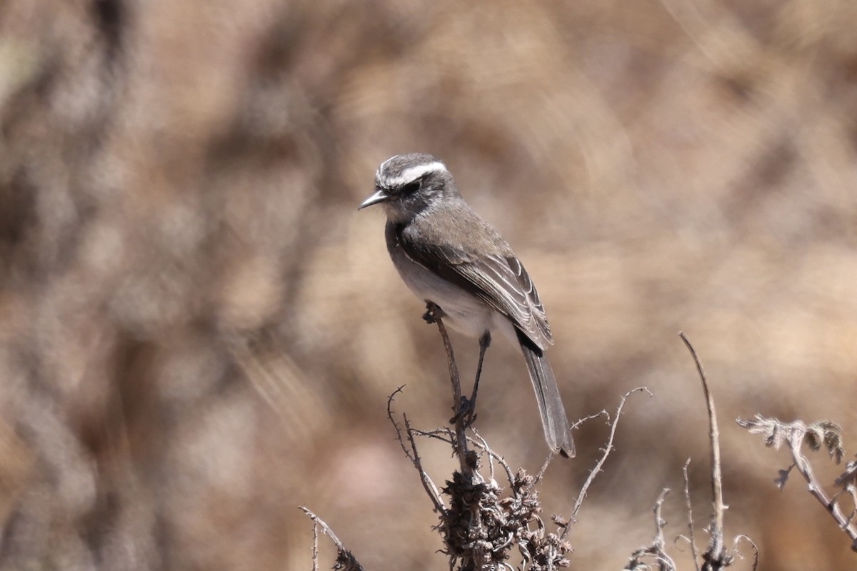 White-browed Chat-Tyrant - ML610150597