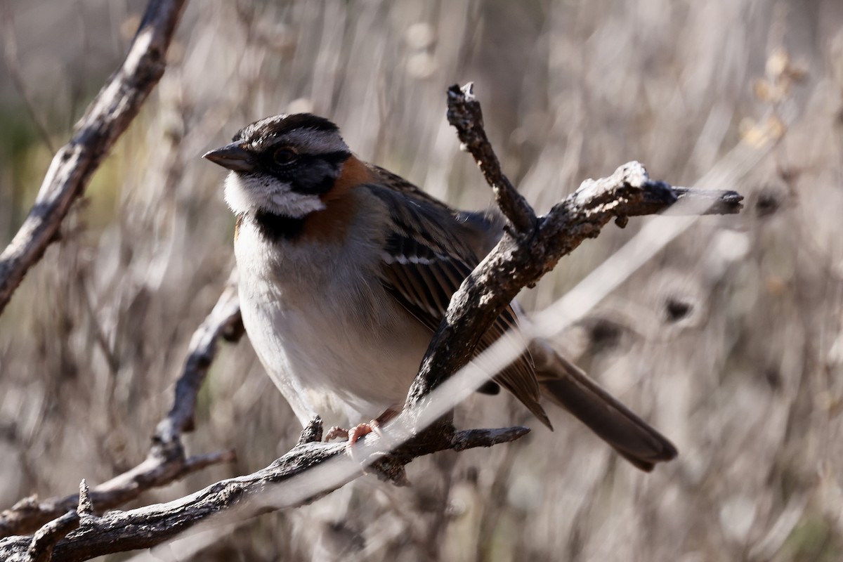 Rufous-collared Sparrow - ML610150611