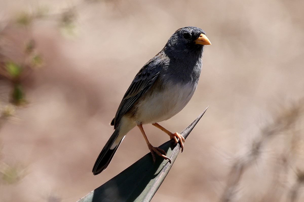 Band-tailed Sierra Finch - ML610150617