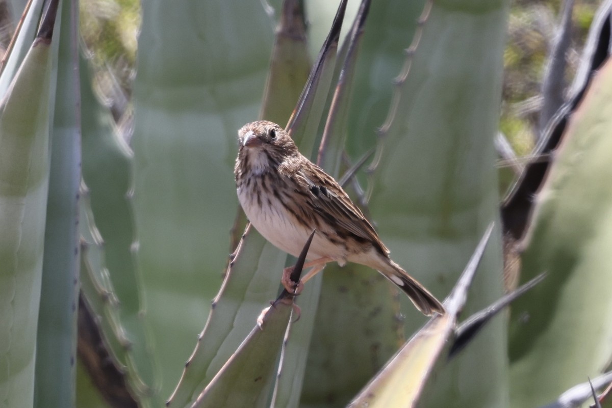 Band-tailed Sierra Finch - ML610150618