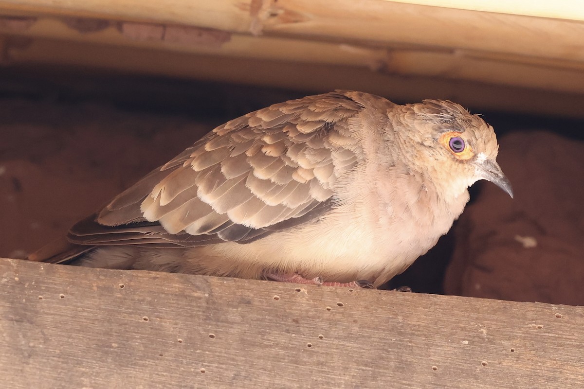 Bare-faced Ground Dove - ML610150661
