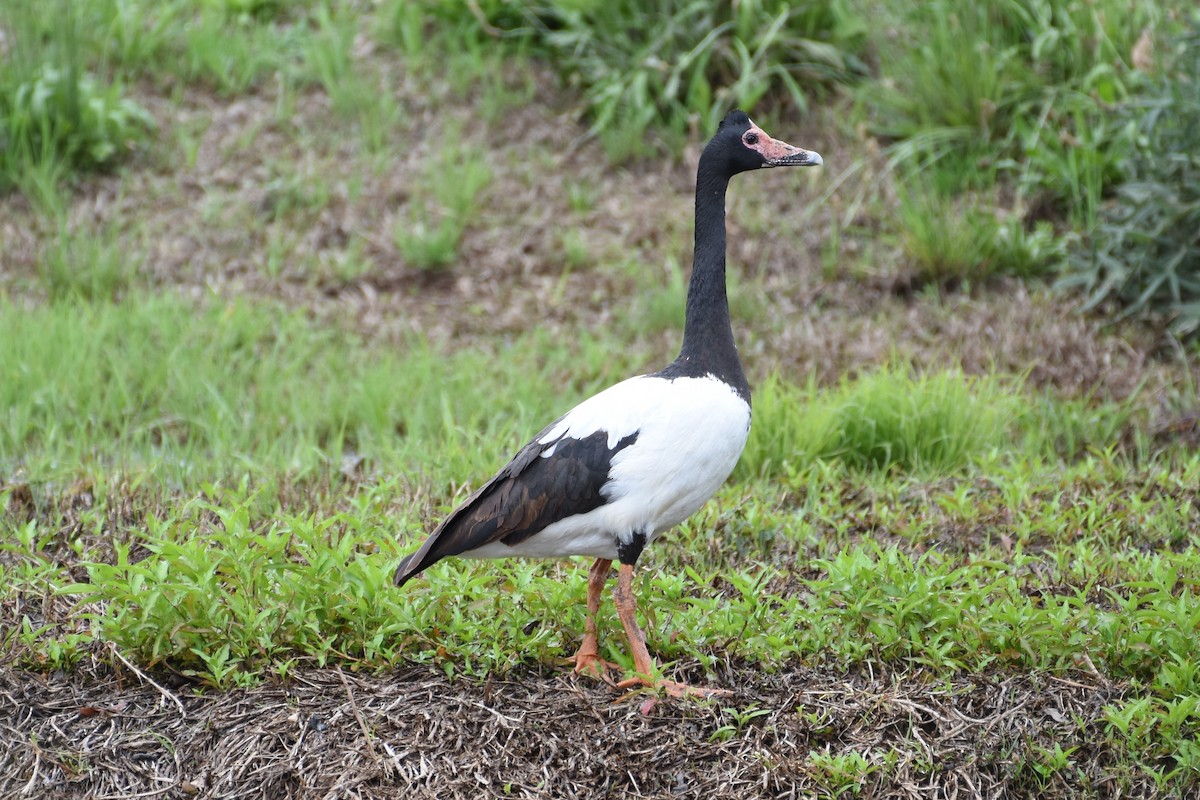 Magpie Goose - ML610150733