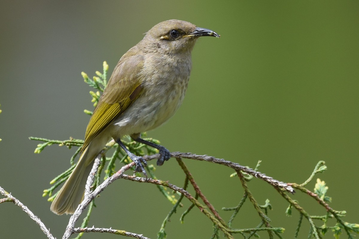 Brown Honeyeater - ML610150741