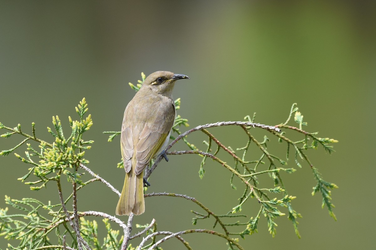 Brown Honeyeater - ML610150742