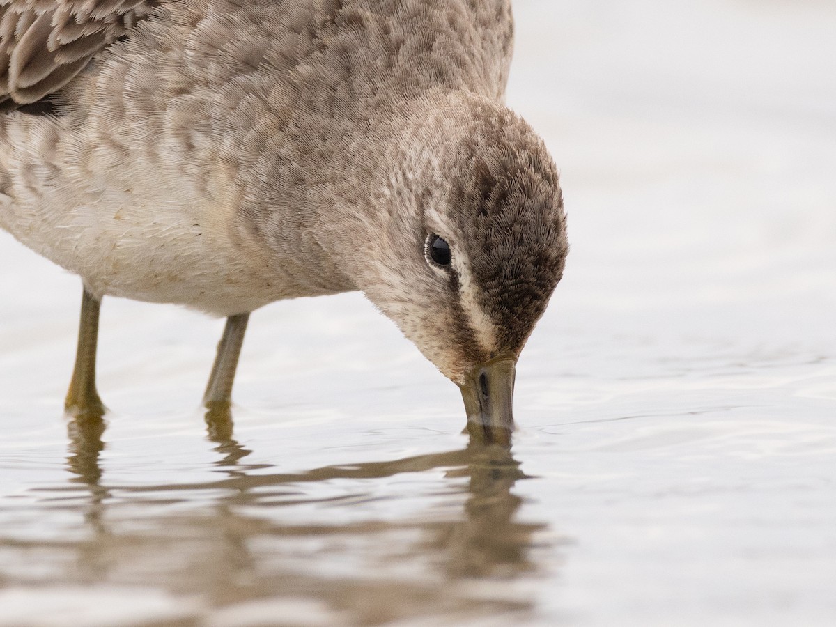 Long-billed Dowitcher - ML610150747