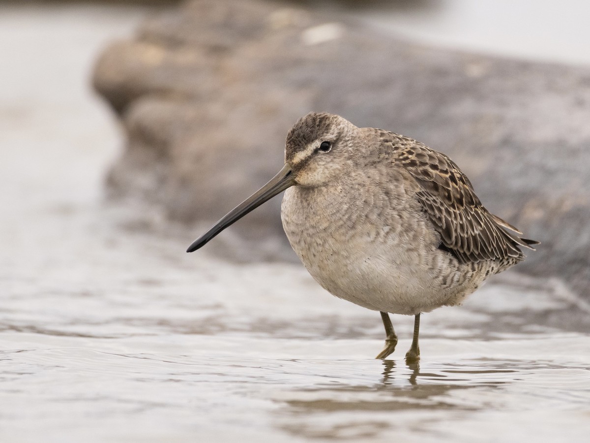 Long-billed Dowitcher - ML610150749