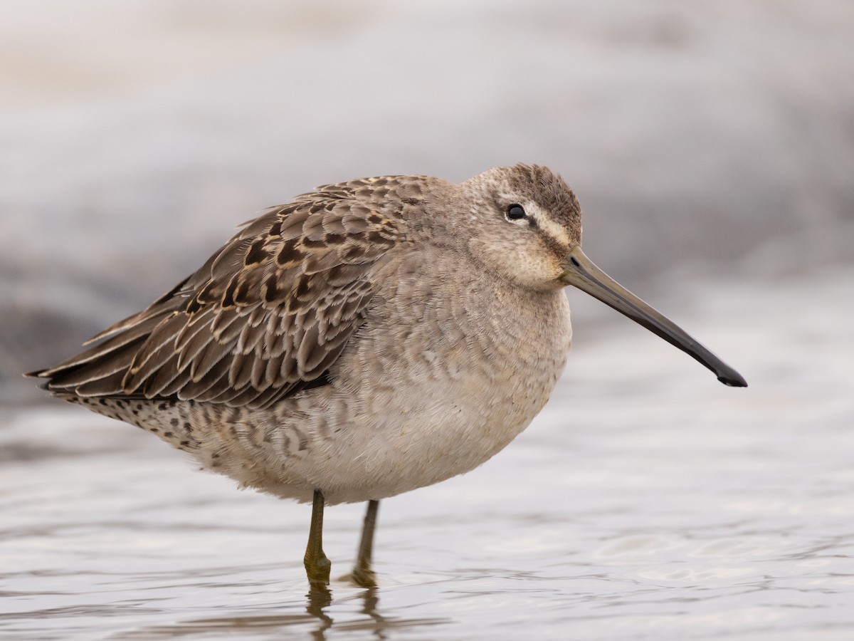 Long-billed Dowitcher - ML610150755