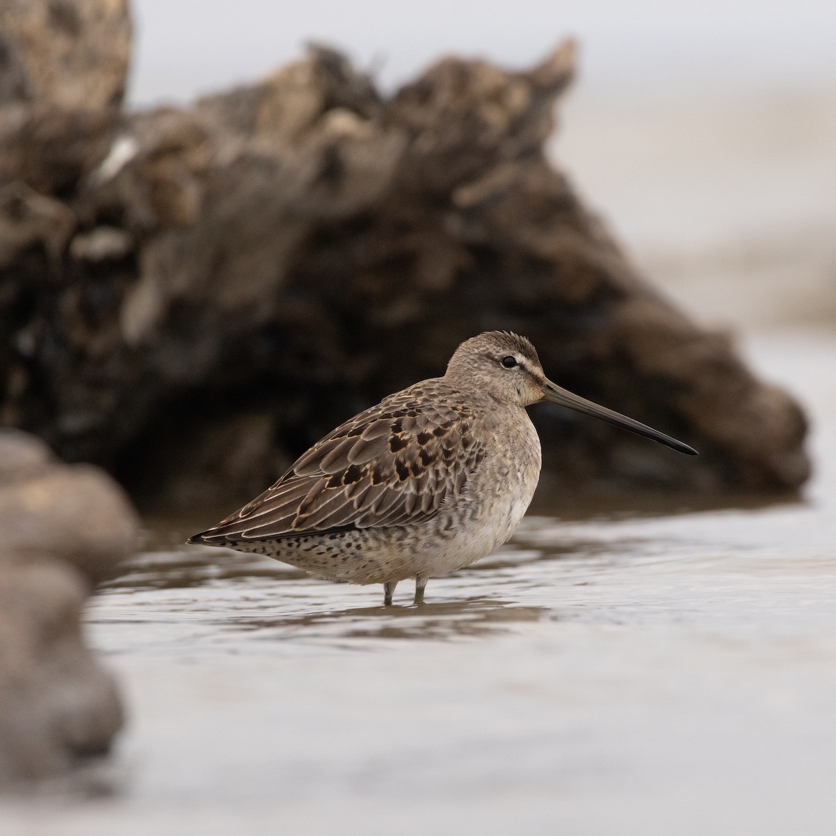 Long-billed Dowitcher - ML610150756