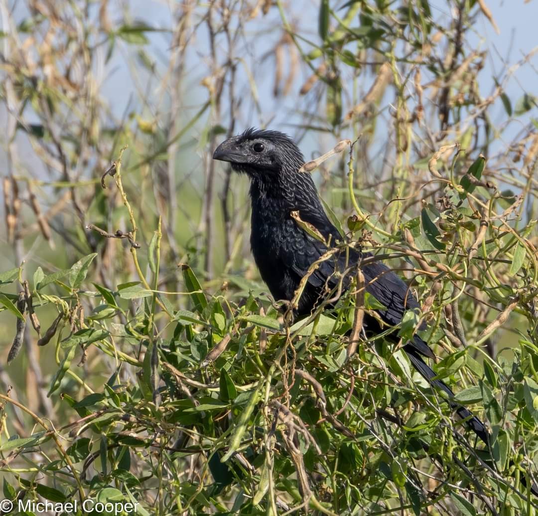 Groove-billed Ani - ML610150830