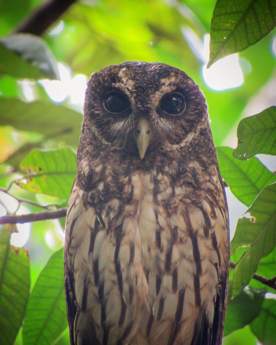 Mottled Owl - ML610150942