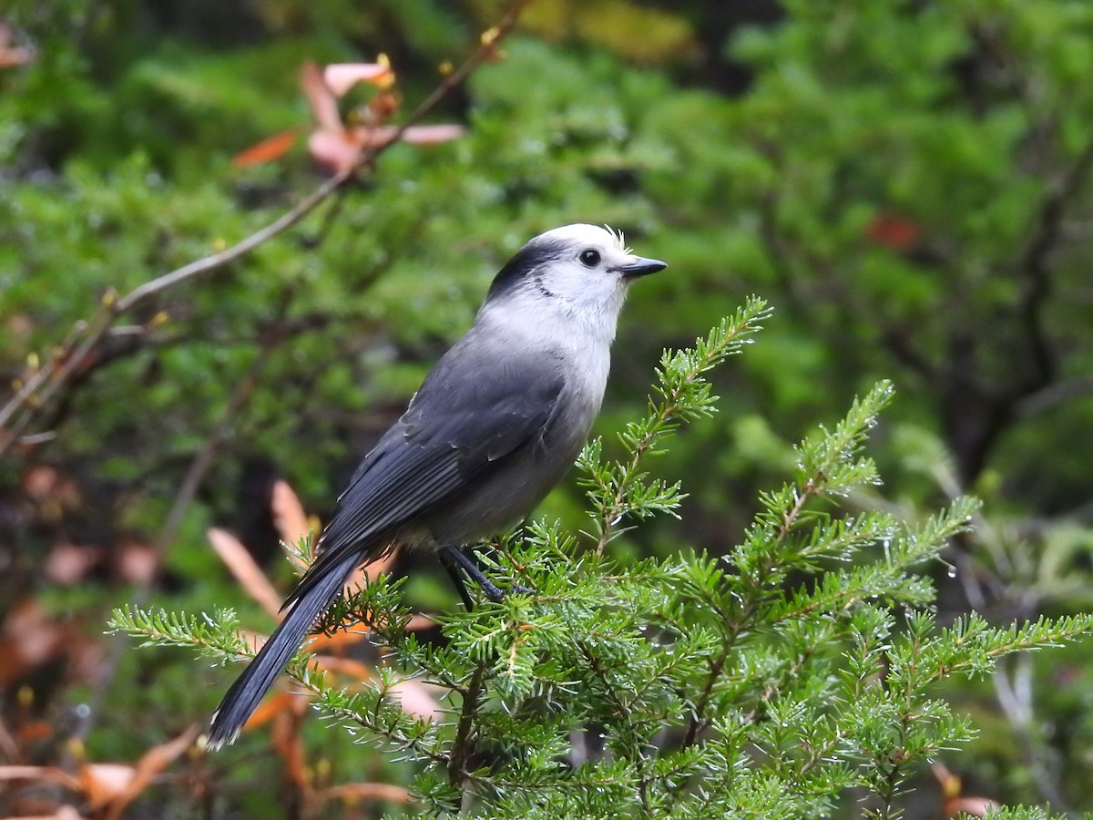 Canada Jay - Darlene Cancelliere