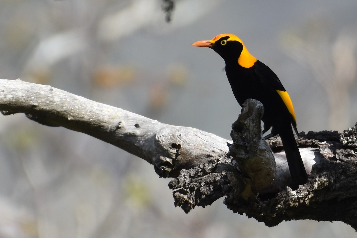 Regent Bowerbird - ML610151032