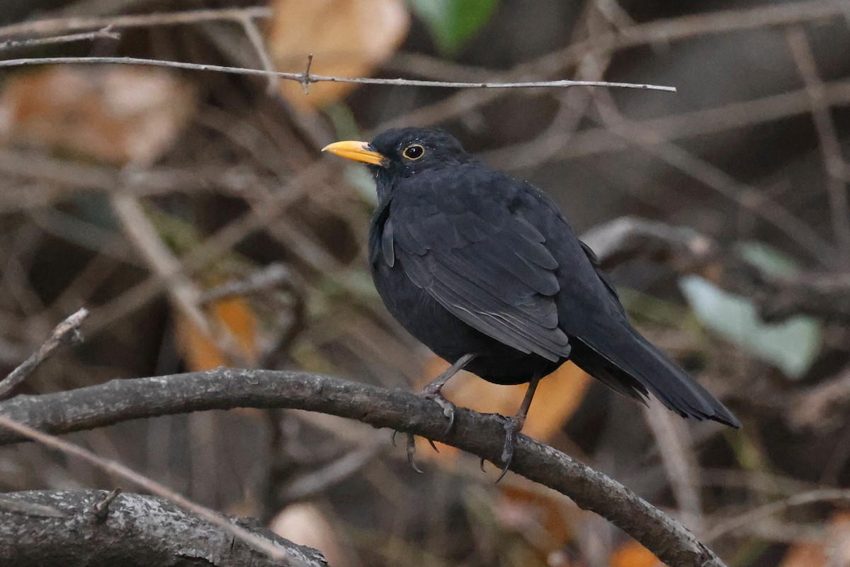 Eurasian Blackbird - ML610151047