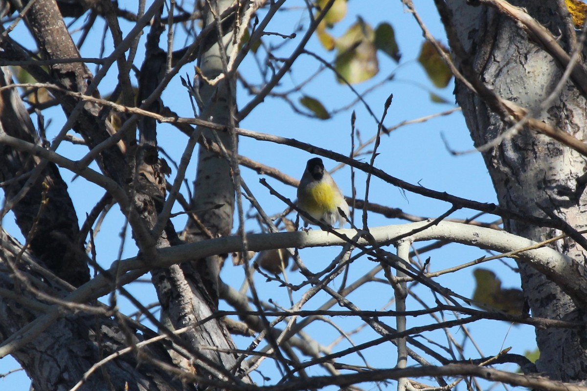 Lawrence's Goldfinch - ML610151057