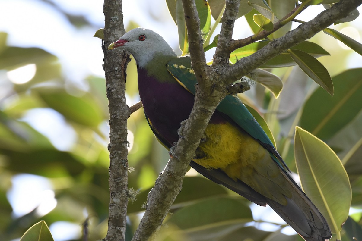 Wompoo Fruit-Dove - ML610151062