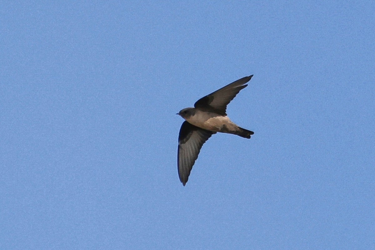 Eurasian Crag-Martin - ML610151119