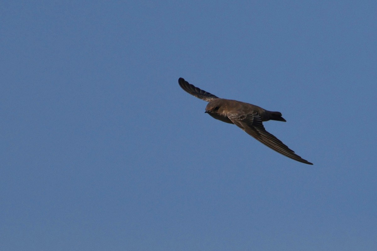 Eurasian Crag-Martin - ML610151123