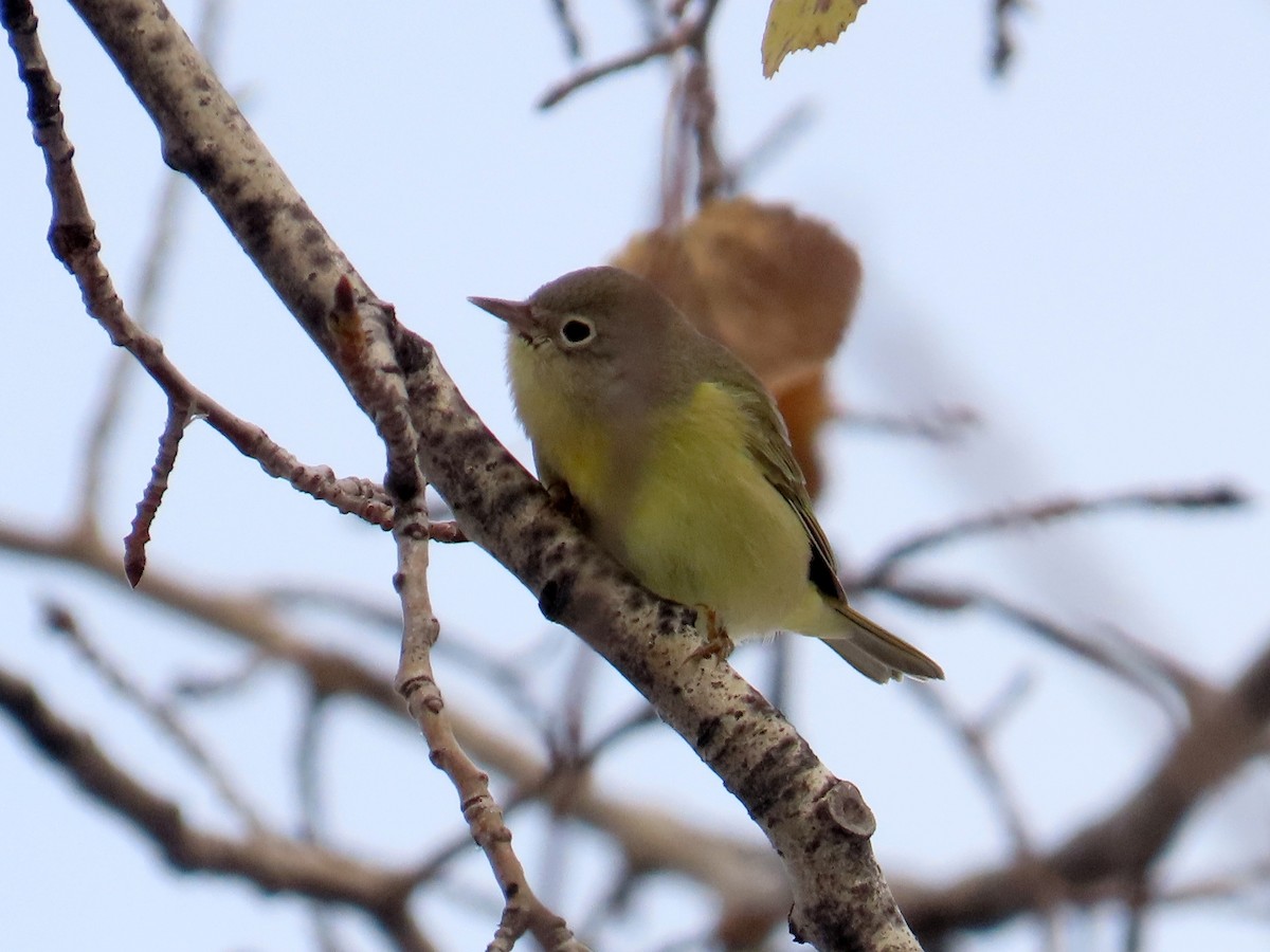 Nashville Warbler - Gerald Frost