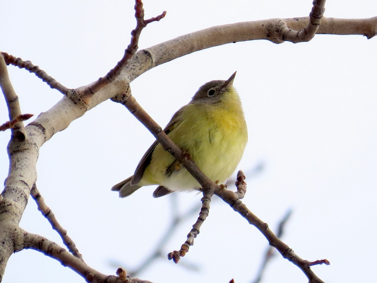 Nashville Warbler - Gerald Frost