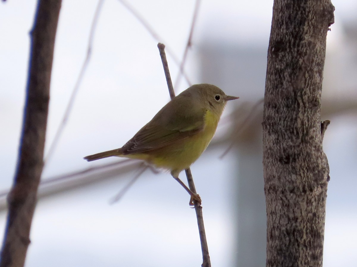 Nashville Warbler - Gerald Frost