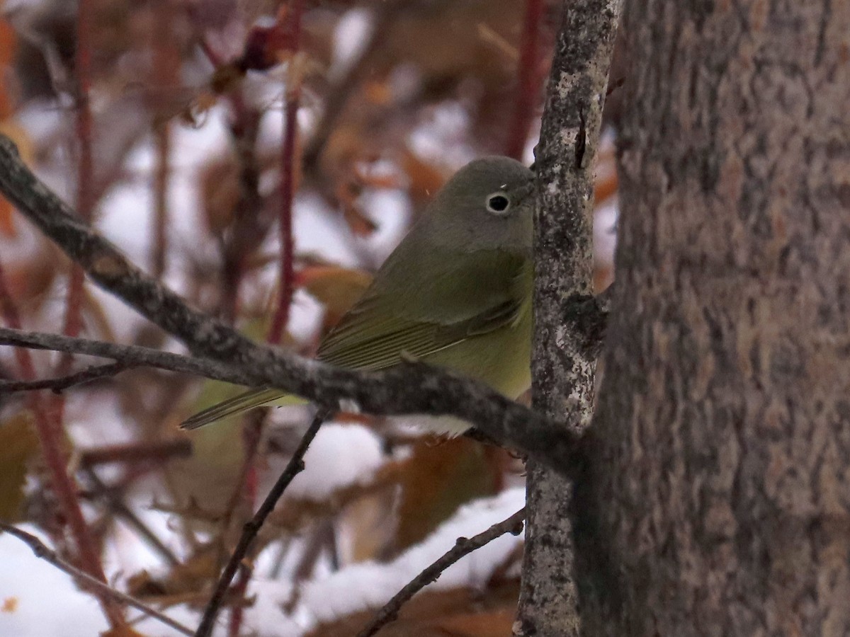 Nashville Warbler - Gerald Frost