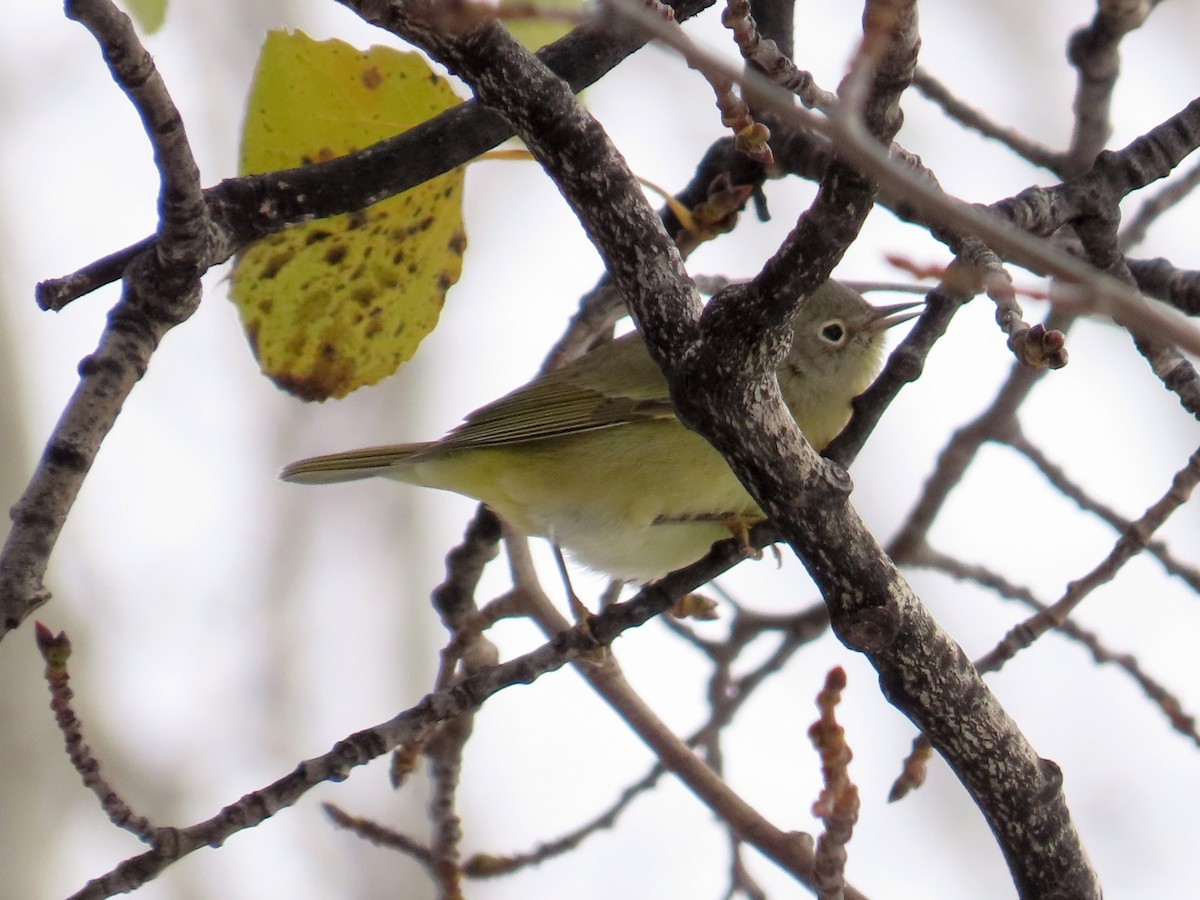 Nashville Warbler - Gerald Frost