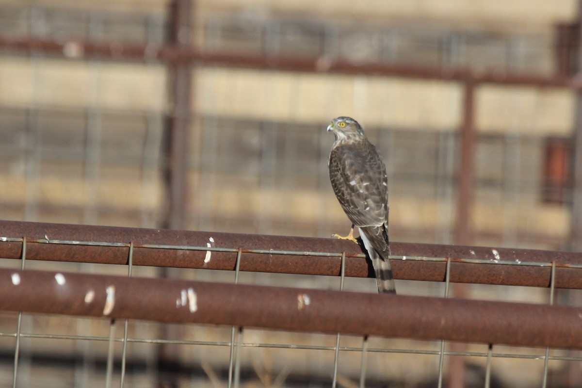 Sharp-shinned Hawk (Northern) - ML610151159