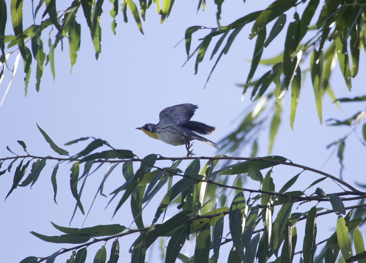 Yellow-throated Warbler - ML610151217