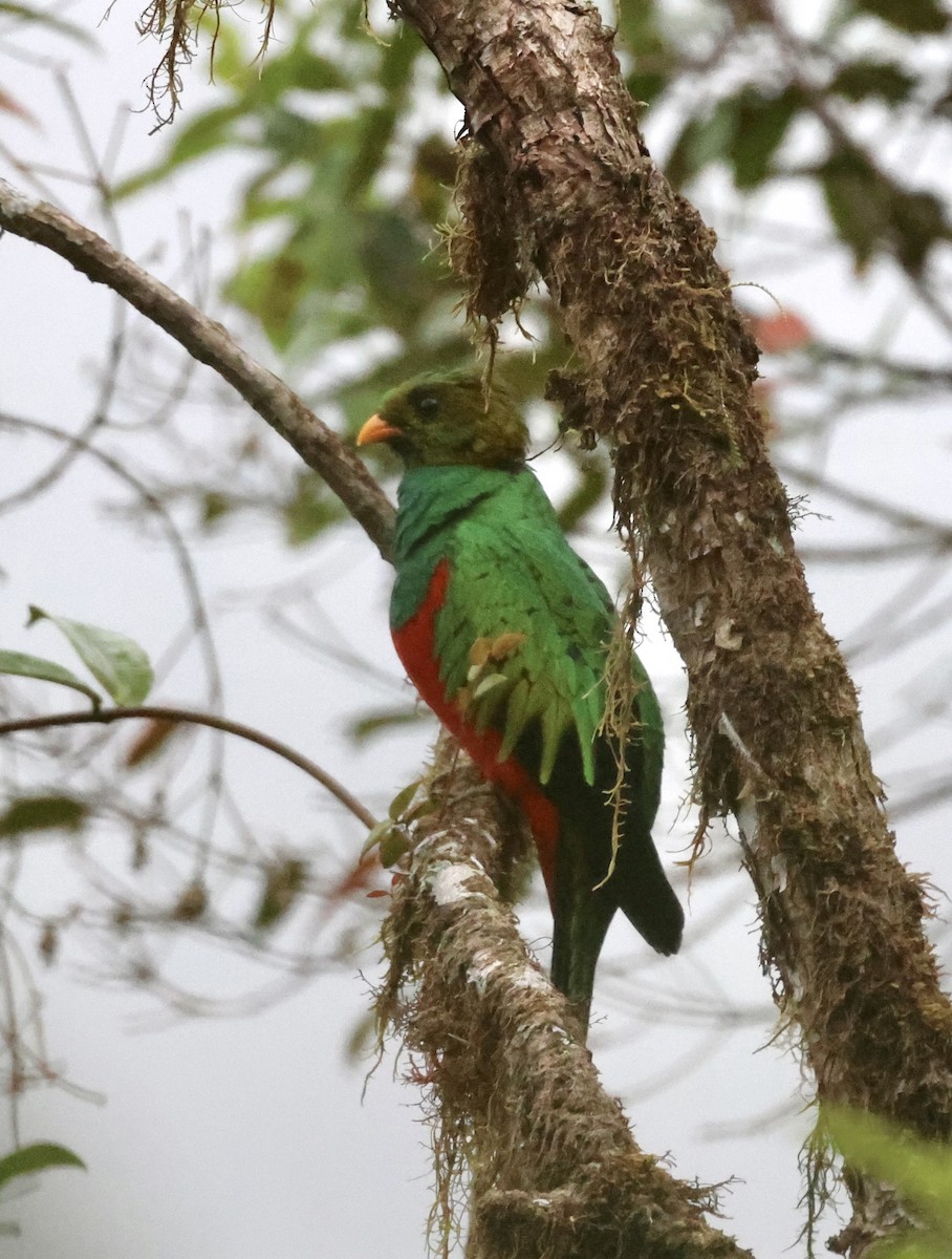 Golden-headed Quetzal - ML610151223