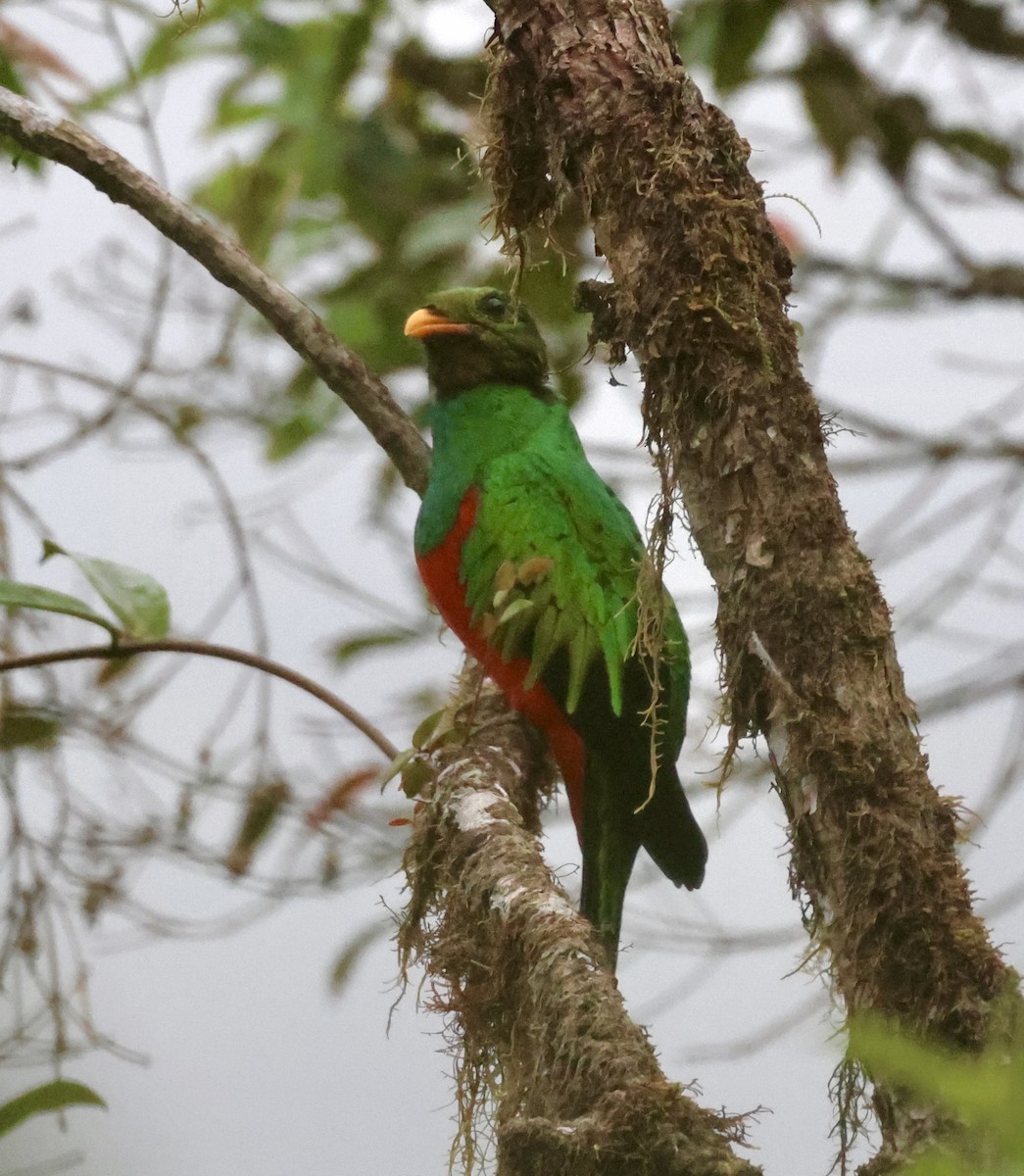 Golden-headed Quetzal - ML610151224