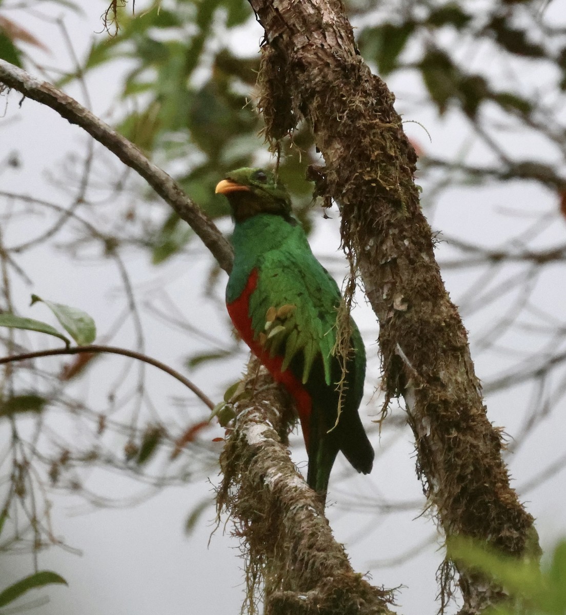 Golden-headed Quetzal - ML610151225