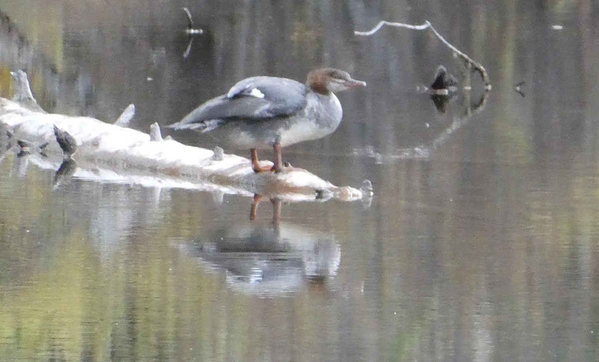 Common Merganser (North American) - ML610151235