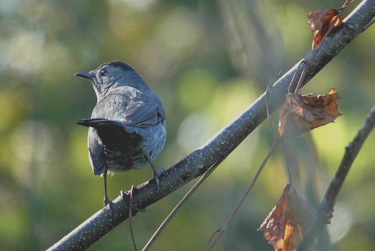 Gray Catbird - ML610151238