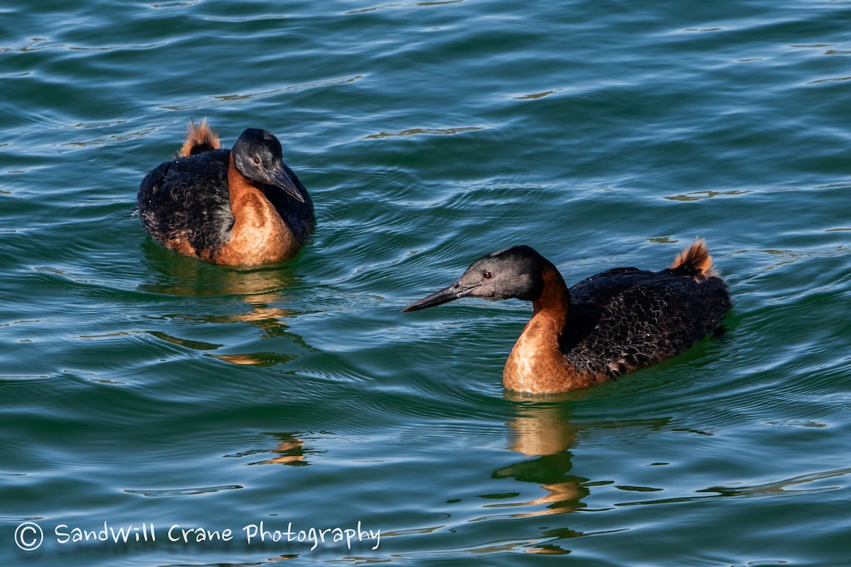 Great Grebe - ML610151365