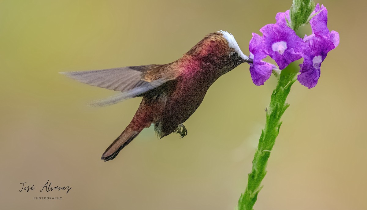 Colibrí Coroniblanco - ML610151376