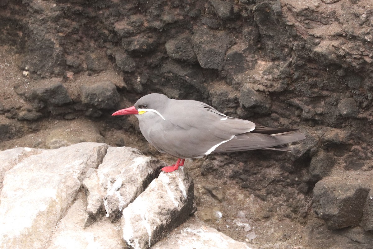 Inca Tern - ML610151401