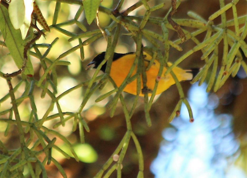 Purple-throated Euphonia - ML61015141