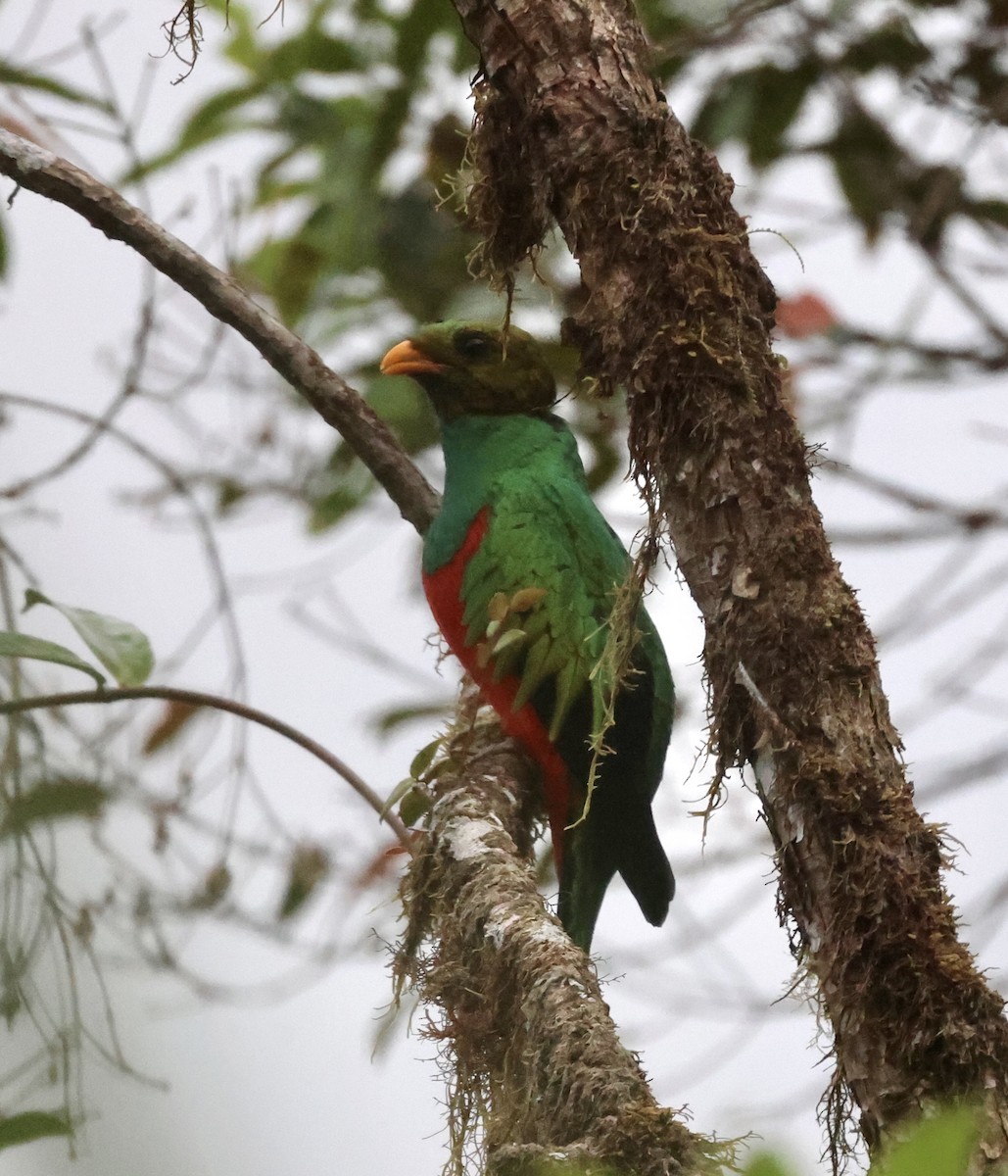 Golden-headed Quetzal - ML610151415