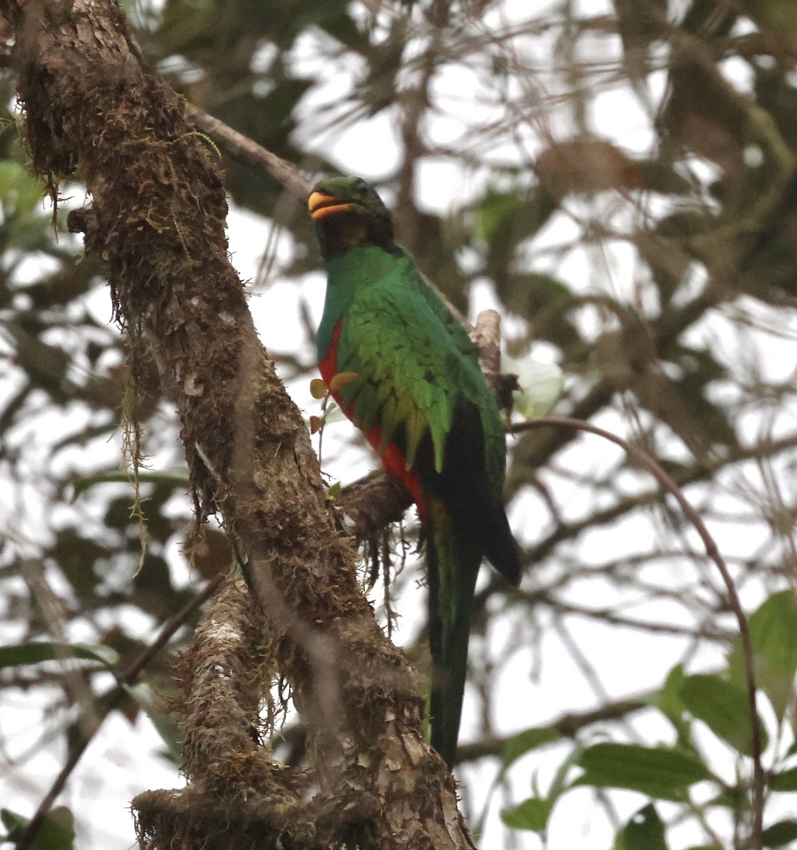 Golden-headed Quetzal - ML610151423