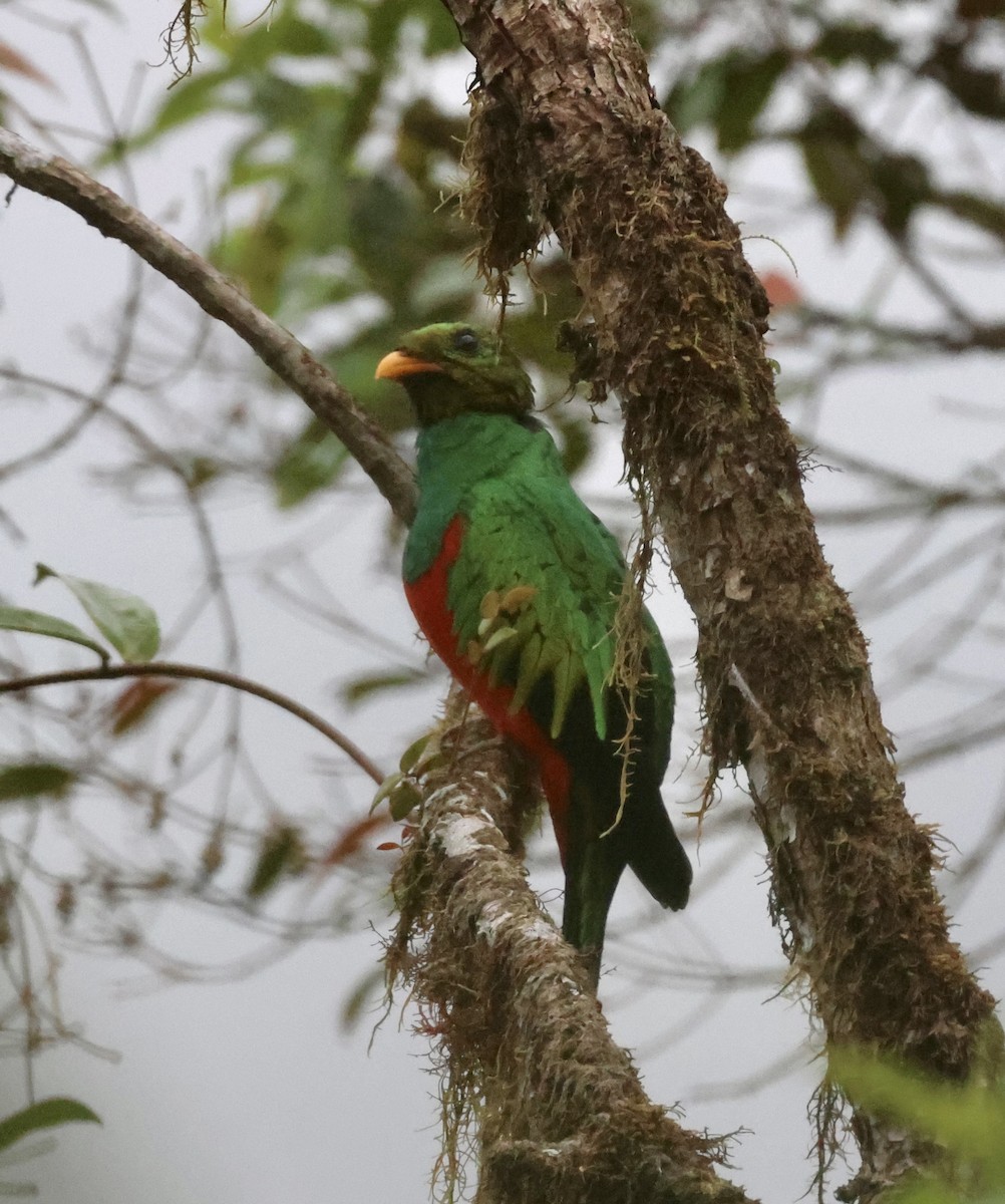 Golden-headed Quetzal - ML610151438