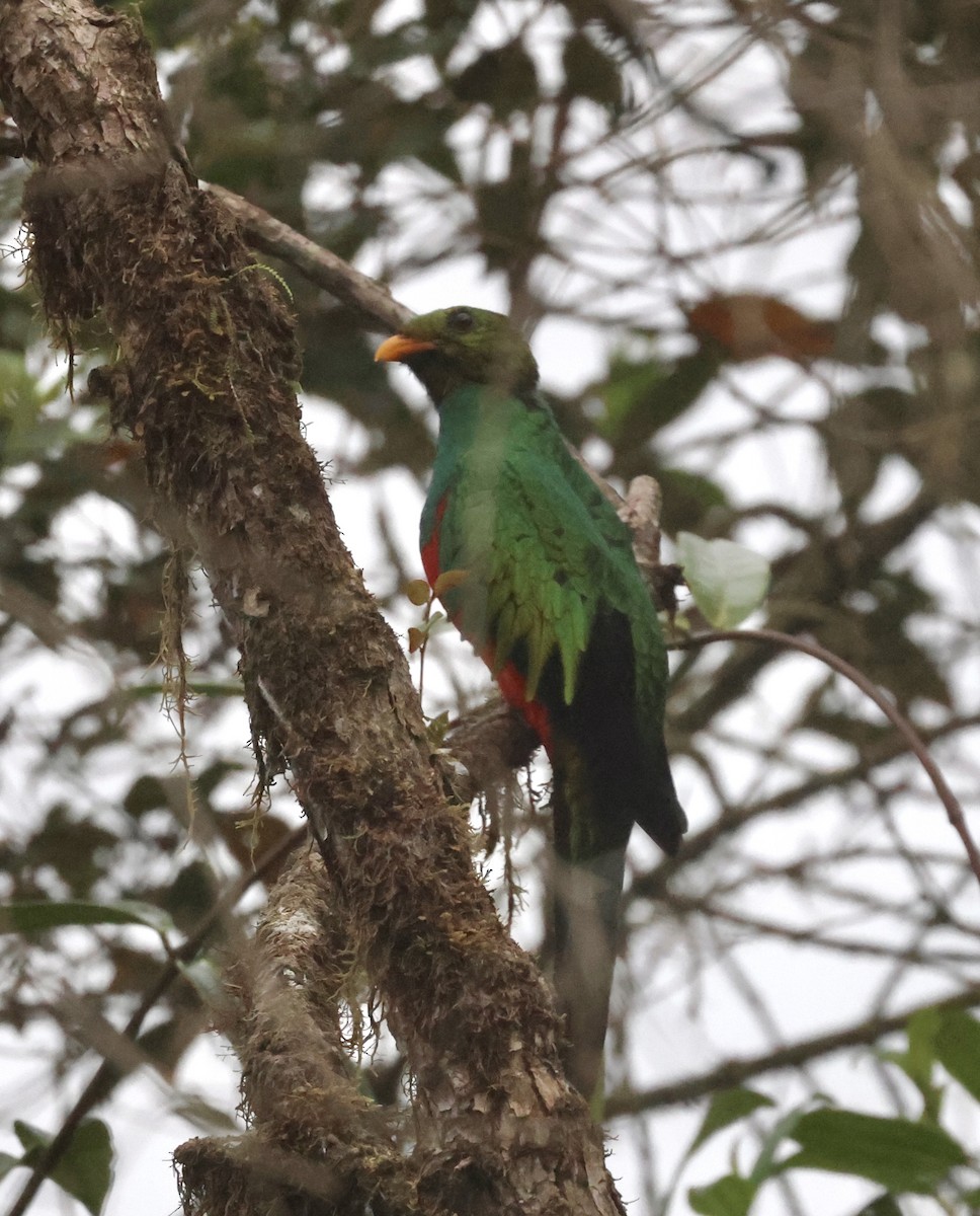 Golden-headed Quetzal - ML610151507