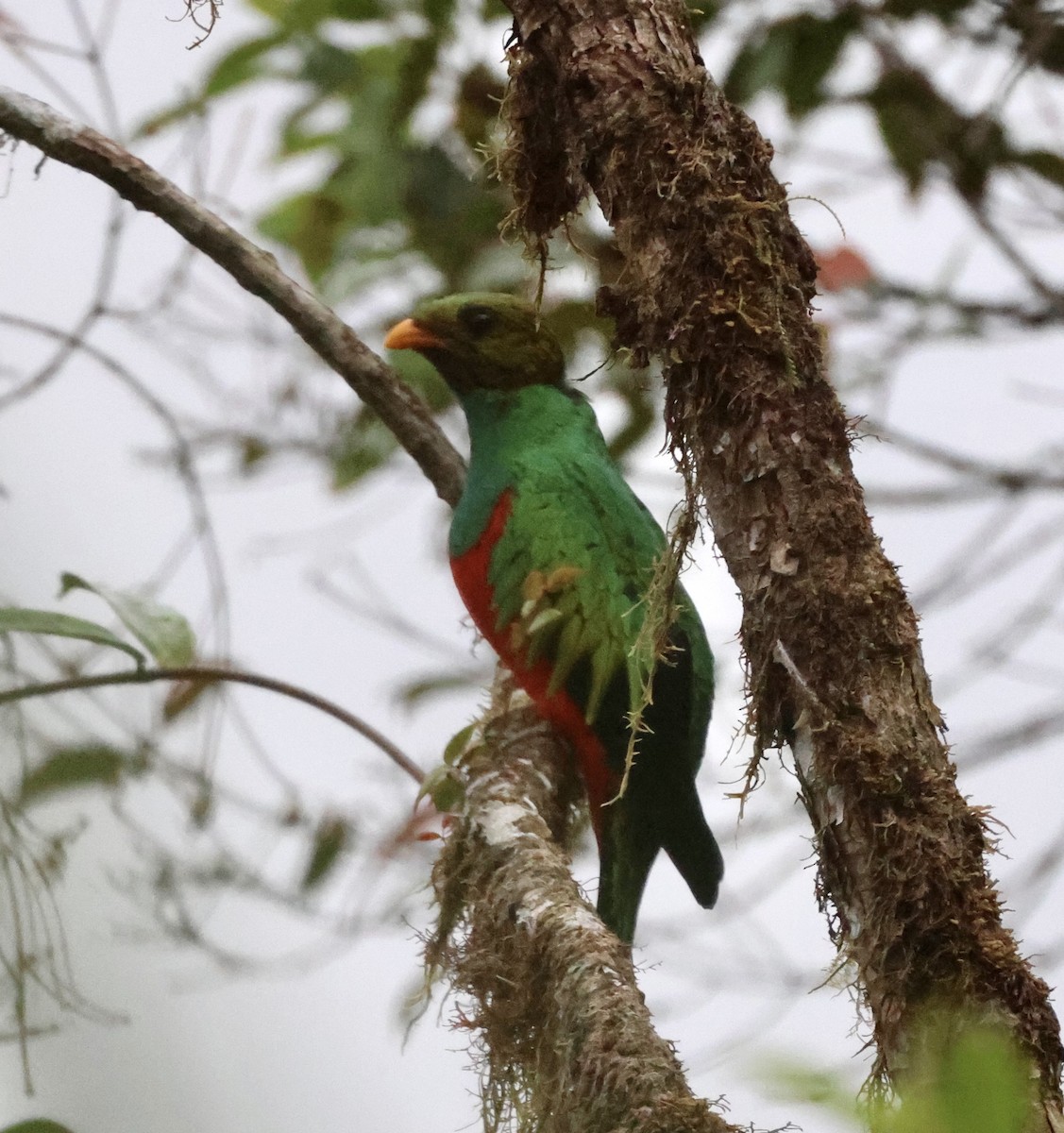 Golden-headed Quetzal - ML610151508