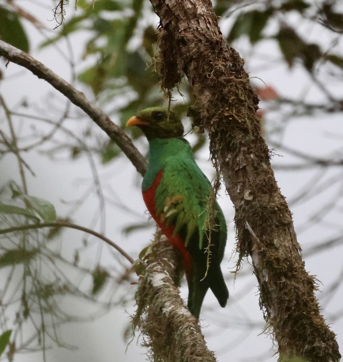 Golden-headed Quetzal - ML610151509