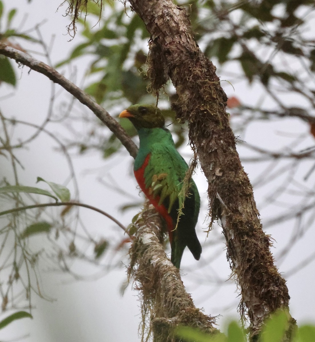 Golden-headed Quetzal - ML610151510