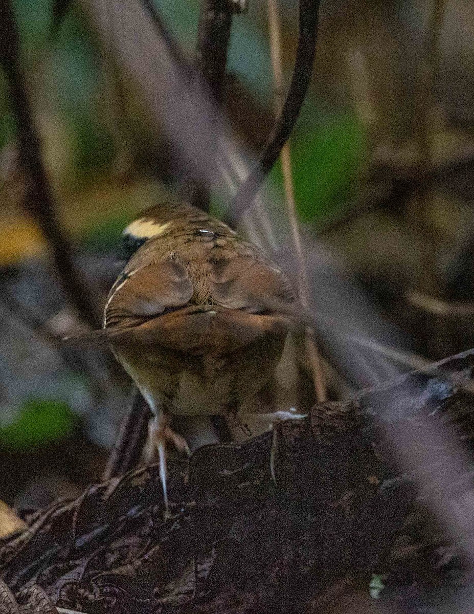 Schmuckbrust-Ameisenvogel - ML610151535