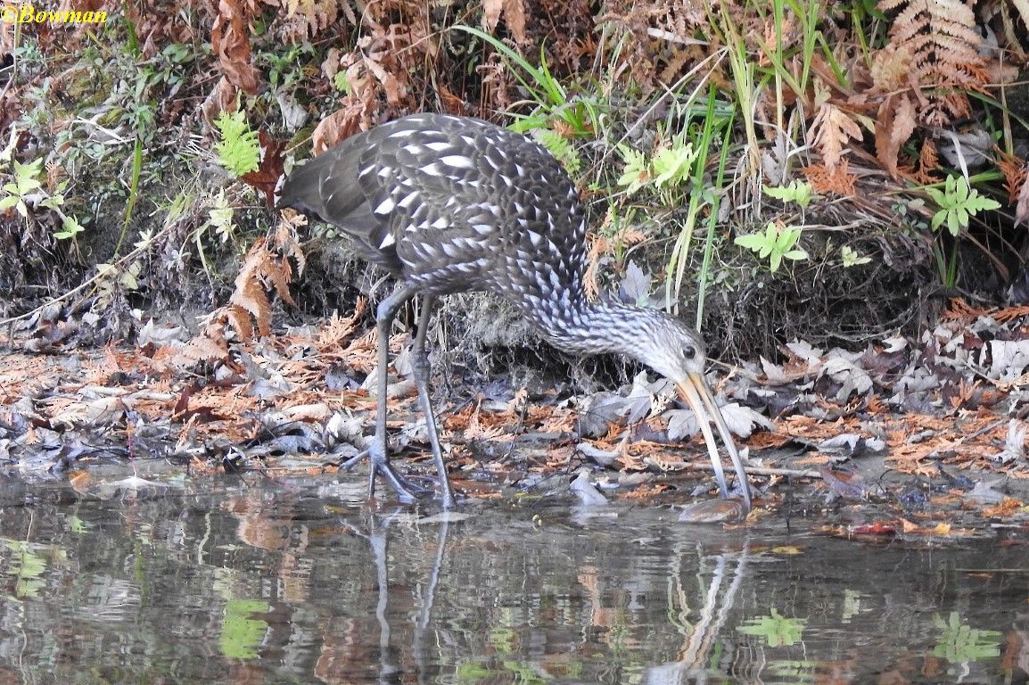 Limpkin - ML610151536