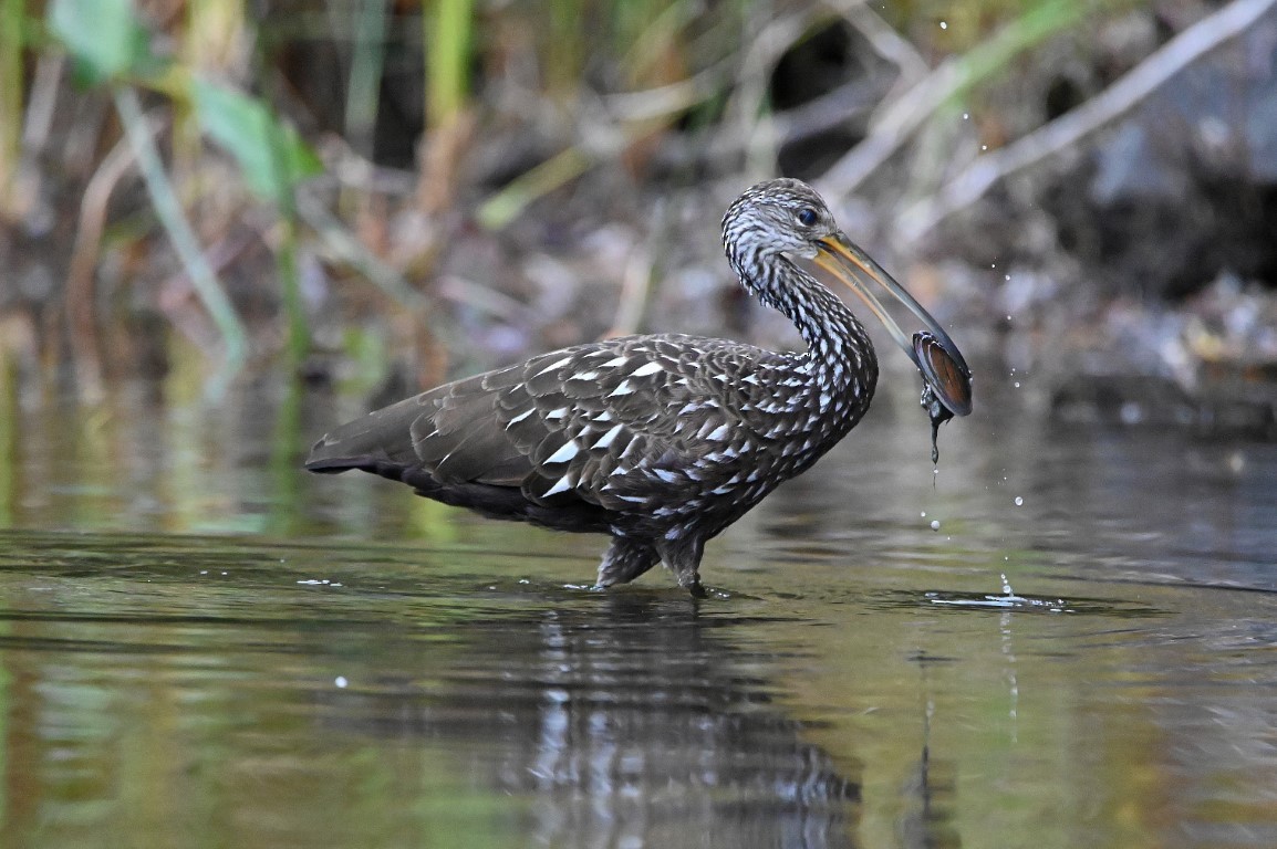 Limpkin - ML610151537