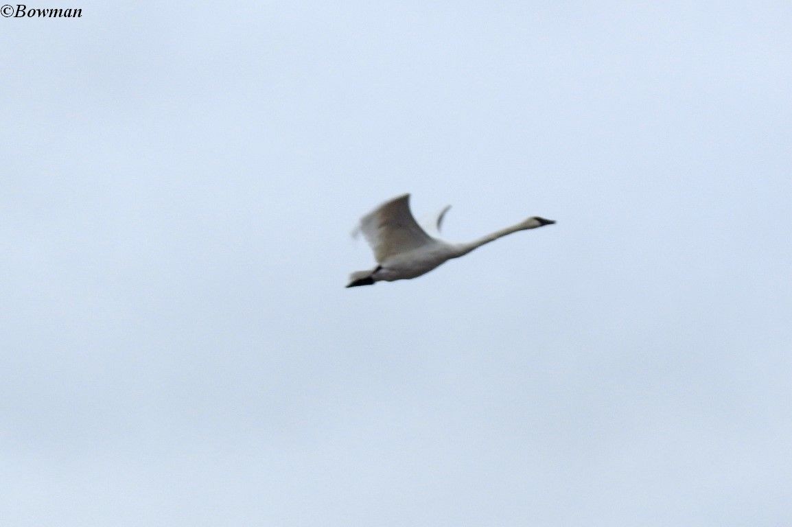 Trumpeter Swan - ML610151549