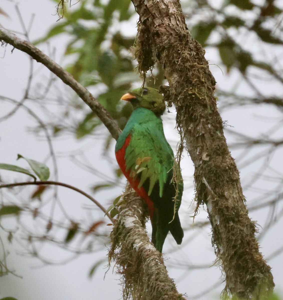 Golden-headed Quetzal - ML610151555