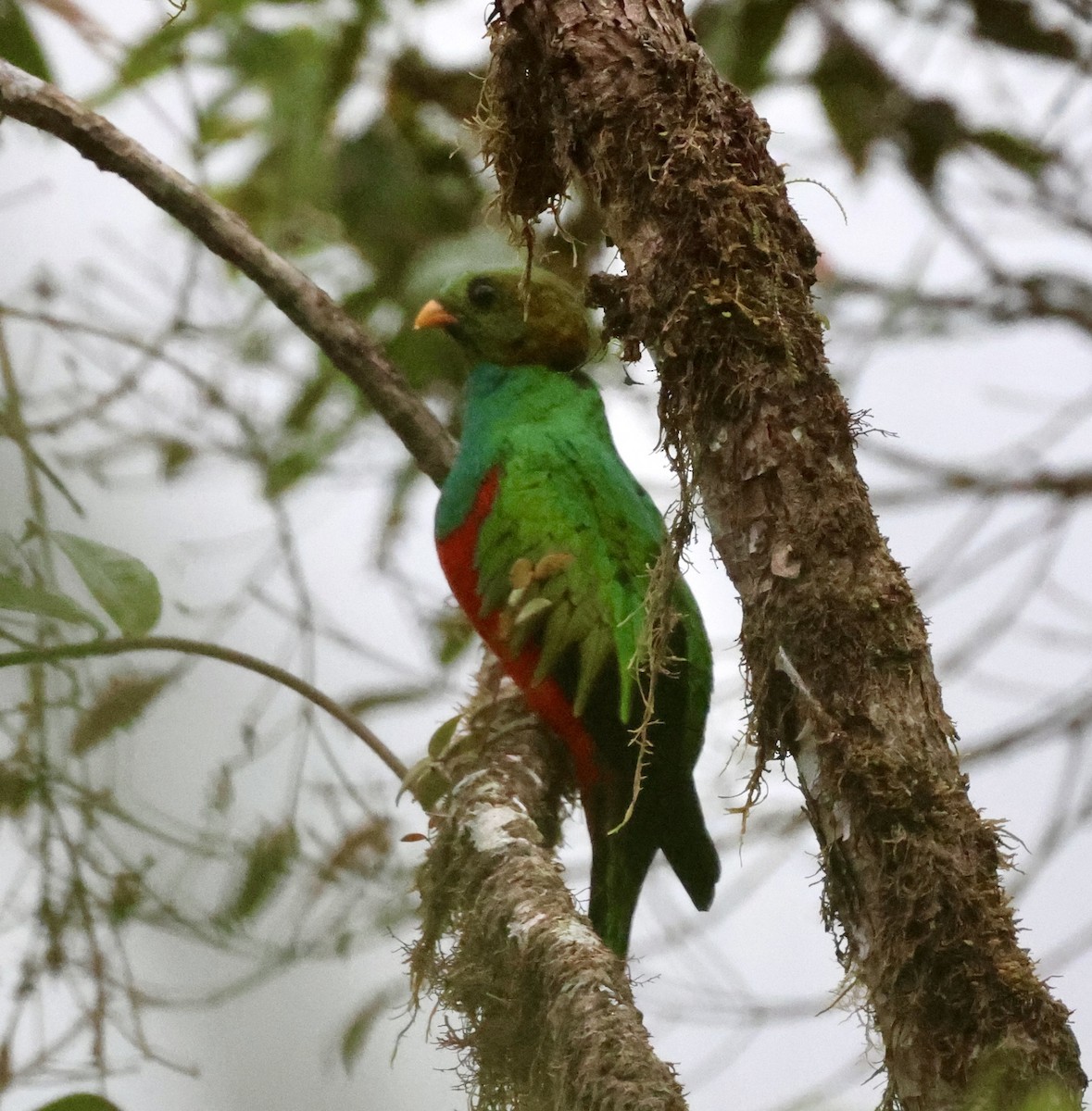 Golden-headed Quetzal - ML610151556